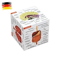Menschliche anatomie studienw� gebraucht kaufen  Wird an jeden Ort in Deutschland