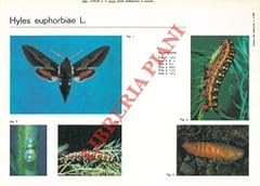 Schede entomologiche papilio usato  Spedito ovunque in Italia 