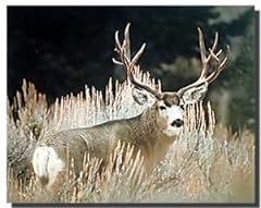 Big antler rack for sale  Delivered anywhere in USA 