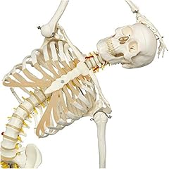 Anatomy model life for sale  Delivered anywhere in UK