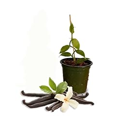 Grow24 live vanilla for sale  Delivered anywhere in USA 