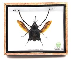 Real exotic giant for sale  Delivered anywhere in USA 