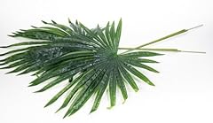 Stück großer fächerpalmwede gebraucht kaufen  Wird an jeden Ort in Deutschland