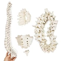 Scale human spine for sale  Delivered anywhere in UK
