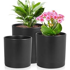 Meowell inch flower for sale  Delivered anywhere in USA 