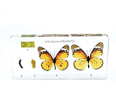 Lifecycle butterfly resin for sale  Delivered anywhere in USA 