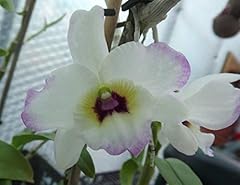 Portal cool dendrobium usato  Spedito ovunque in Italia 