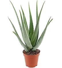 Plante aloe vera d'occasion  Livré partout en France