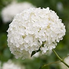 Hydrangea arborescens annabell for sale  Delivered anywhere in UK