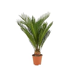 Bloomique cycas revoluta d'occasion  Livré partout en France