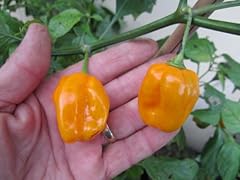 Piantine peperoncino habanero usato  Spedito ovunque in Italia 