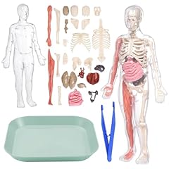 Human body model for sale  Delivered anywhere in UK