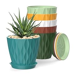 Sqkh inch plant for sale  Delivered anywhere in USA 