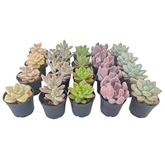 Pack assorted succulent for sale  Delivered anywhere in USA 