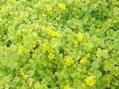Pack creeping lysimachia for sale  Delivered anywhere in UK