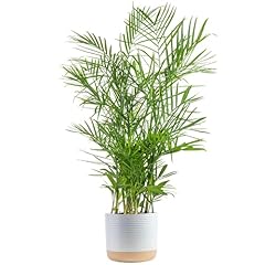 Costa farms bamboo for sale  Delivered anywhere in USA 