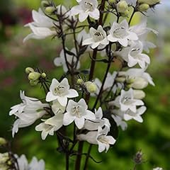 Penstemon digitalis husker for sale  Delivered anywhere in UK