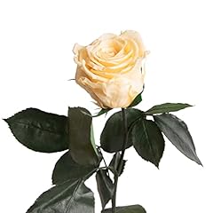 Ewige rose beige gebraucht kaufen  Wird an jeden Ort in Deutschland