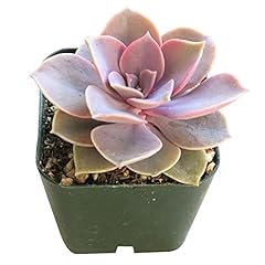 Echeveria perle von for sale  Delivered anywhere in USA 