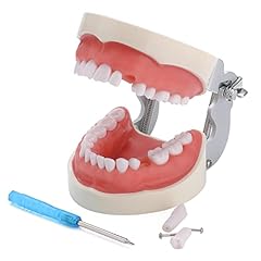 Healthible typodont teeth for sale  Delivered anywhere in USA 