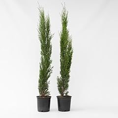 Plant box cyprès d'occasion  Livré partout en France