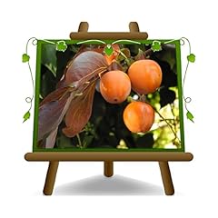 Kaki chocolat plante d'occasion  Livré partout en France