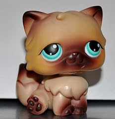 Persian littlest pet for sale  Delivered anywhere in USA 