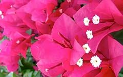 Bougainvillea barbara karst for sale  Delivered anywhere in UK
