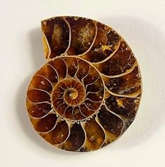 32mm half ammonite for sale  Delivered anywhere in USA 