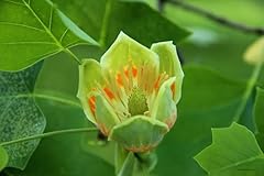 Tulip poplar tree for sale  Delivered anywhere in USA 
