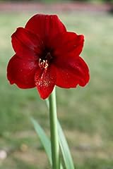 Red lion amaryllis for sale  Delivered anywhere in USA 