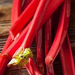 Rhubarb suttons seedless for sale  Delivered anywhere in Ireland
