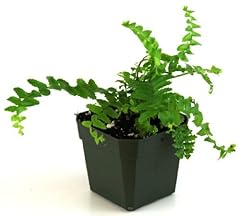 Nephrolepis obliterata emerald for sale  Delivered anywhere in USA 