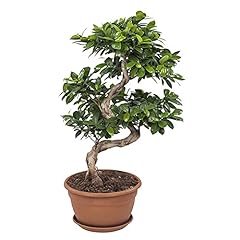 Bonsai bonsai fico usato  Spedito ovunque in Italia 