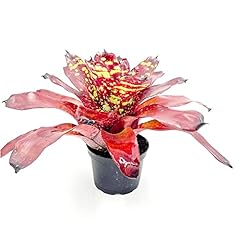 Ragnaroc live plants for sale  Delivered anywhere in USA 