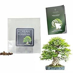 Korean hornbeam bonsai for sale  Delivered anywhere in UK