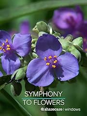 Symphony flowers for sale  Delivered anywhere in USA 