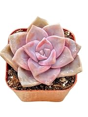 Graptopetalum purple delight for sale  Delivered anywhere in USA 