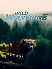 Wild wolverine for sale  Delivered anywhere in USA 