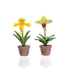 Lady slipper orchid for sale  Delivered anywhere in USA 
