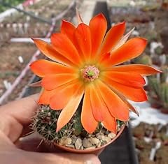 Fresh 100pcs orange for sale  Delivered anywhere in UK