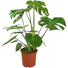 Cheese plant monstera for sale  Delivered anywhere in UK