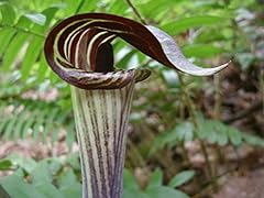 Jack pulpit arisaema for sale  Delivered anywhere in USA 