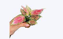 Aglaonema red valentine for sale  Delivered anywhere in USA 