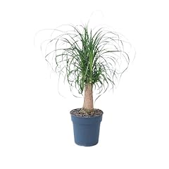 Plant box beaucarnea d'occasion  Livré partout en France