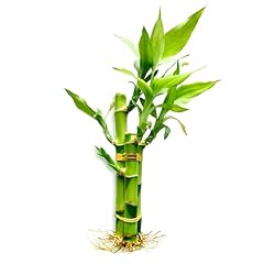 Stalks lucky bamboo for sale  Delivered anywhere in USA 