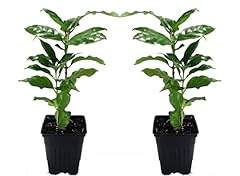 Arabica coffee bean for sale  Delivered anywhere in USA 