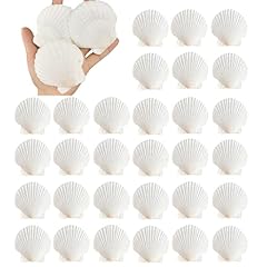 30pcs natural scallop for sale  Delivered anywhere in USA 
