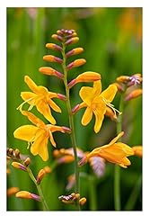 10x crocosmia george for sale  Delivered anywhere in UK