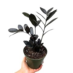Plantvers raven plant for sale  Delivered anywhere in USA 
